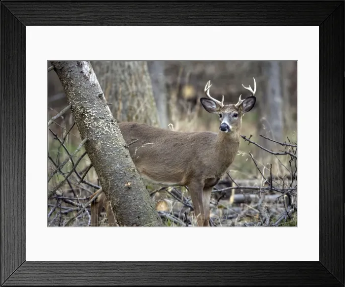 Framed Print : White-tailed Deer (Odocoileus virginianus) - New York - Young buck - Found over much of the U. S. -southern Canada and Mexico and introduced elsewhere in the world - Lives in forests-swamps Framed Print : White-tailed Deer (Odocoileus virginianus) - New York - Young buck - Found over much of the U. S. -southern Canada and Mexico and introduced elsewhere in the world - Lives in forests-swamps