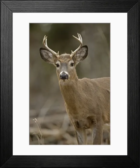 Framed Print : White-tailed Deer (Odocoileus virginianus) - New York - Young buck - Found over much of the U. S. -southern Canada and Mexico and introduced elsewhere in the world - Lives in forests-swamps Framed Print : White-tailed Deer (Odocoileus virginianus) - New York - Young buck - Found over much of the U. S. -southern Canada and Mexico and introduced elsewhere in the world - Lives in forests-swamps