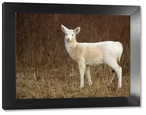 White-tailed Deer - Albino - New York - Doe - Found over much of the U. S. -southern Canada and Mexico and introduced elsewhere in the world - Lives in forests-swamps and open brushy areas nearby - A browser-eats twigs-shrubs-fungi-acorns