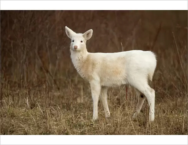 White-tailed Deer - Albino - New York - Doe - Found over much of the U. S. -southern Canada and Mexico and introduced elsewhere in the world - Lives in forests-swamps and open brushy areas nearby - A browser-eats twigs-shrubs-fungi-acorns