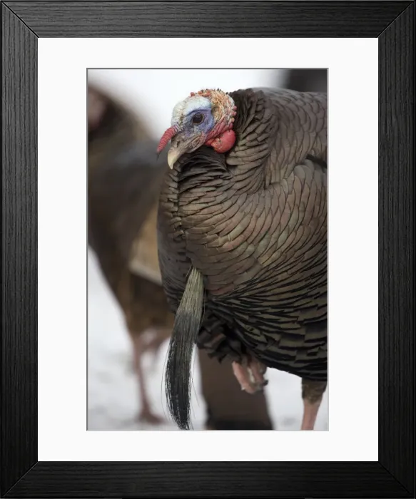 Framed Print : Wild Turkey - Male - New York - Widespread in the U. S. and Mexico - reintroduced in much of former range - largest gamebird in North America - birds of the open forest - forage mostly on the ground for seeds - nuts - acorns - insects - females Framed Print : Wild Turkey - Male - New York - Widespread in the U. S. and Mexico - reintroduced in much of former range - largest gamebird in North America - birds of the open forest - forage mostly on the ground for seeds - nuts - acorns - insects - females