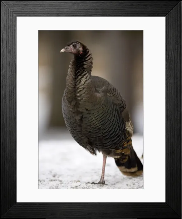 Framed Print : Wild Turkey (Meleagris gallopavo) - Male - New York - Widespread in the U. S. and Mexico - reintroduced in much of former range - largest gamebird in North America - birds of the open forest - forage mostly on the ground for seeds - nuts - acorns Framed Print : Wild Turkey (Meleagris gallopavo) - Male - New York - Widespread in the U. S. and Mexico - reintroduced in much of former range - largest gamebird in North America - birds of the open forest - forage mostly on the ground for seeds - nuts - acorns