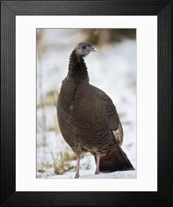 Framed Print : Wild Turkey - In snow, New York - Widespread in the U. S. and Mexico - reintroduced in much of former range - largest gamebird in North America - birds of the open forest - forage mostly on the ground for seeds - nuts - acorns - insects - females Framed Print : Wild Turkey - In snow, New York - Widespread in the U. S. and Mexico - reintroduced in much of former range - largest gamebird in North America - birds of the open forest - forage mostly on the ground for seeds - nuts - acorns - insects - females