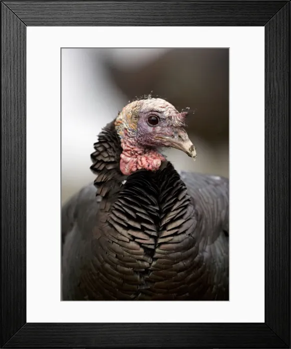 Framed Print : Wild Turkey (Meleagris gallopavo) - Male - New York - Widespread in the U. S. and Mexico - reintroduced in much of former range - largest gamebird in North America - birds of the open forest - forage mostly on the ground for seeds - nuts - acorns Framed Print : Wild Turkey (Meleagris gallopavo) - Male - New York - Widespread in the U. S. and Mexico - reintroduced in much of former range - largest gamebird in North America - birds of the open forest - forage mostly on the ground for seeds - nuts - acorns