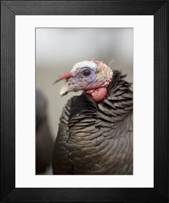 Framed Print : Wild Turkey (Meleagris gallopavo) - Male - New York - Widespread in the U. S. and Mexico - reintroduced in much of former range - largest gamebird in North America - birds of the open forest - forage mostly on the ground for seeds - nuts - acorns Framed Print : Wild Turkey (Meleagris gallopavo) - Male - New York - Widespread in the U. S. and Mexico - reintroduced in much of former range - largest gamebird in North America - birds of the open forest - forage mostly on the ground for seeds - nuts - acorns