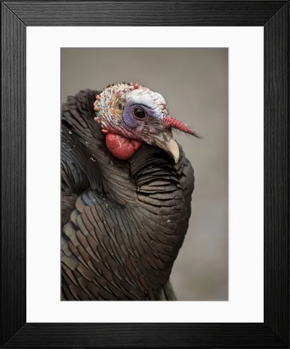 Framed Print : Wild Turkey (Meleagris gallopavo) - Male - New York - Widespread in the U. S. and Mexico - reintroduced in much of former range - largest gamebird in North America - birds of the open forest - forage mostly on the ground for seeds - nuts - acorns Framed Print : Wild Turkey (Meleagris gallopavo) - Male - New York - Widespread in the U. S. and Mexico - reintroduced in much of former range - largest gamebird in North America - birds of the open forest - forage mostly on the ground for seeds - nuts - acorns