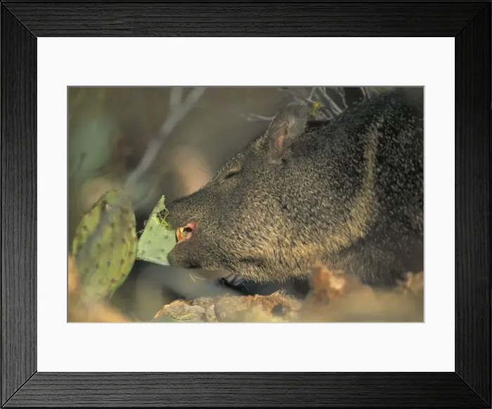 Framed Print : Javelina / Peccary - Truly wild pigs of the western world - primarily tropical and subtropical - May be seen in Organ Pipe Cactus and Saguaro National Parks of Arizona - Lives in brushy semidesert-cacti-oaks-chaparral-mesquite-along cliffs-near Framed Print : Javelina / Peccary - Truly wild pigs of the western world - primarily tropical and subtropical - May be seen in Organ Pipe Cactus and Saguaro National Parks of Arizona - Lives in brushy semidesert-cacti-oaks-chaparral-mesquite-along cliffs-near