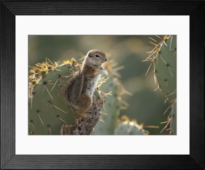 Framed Print : Harris Antelope Squirrel / Yuma Antelope Squirrel - Arizona - Found in southwestern Arizona and northwestern Mexico - Lives in low arid desert with sparse vegetation Framed Print : Harris Antelope Squirrel / Yuma Antelope Squirrel - Arizona - Found in southwestern Arizona and northwestern Mexico - Lives in low arid desert with sparse vegetation