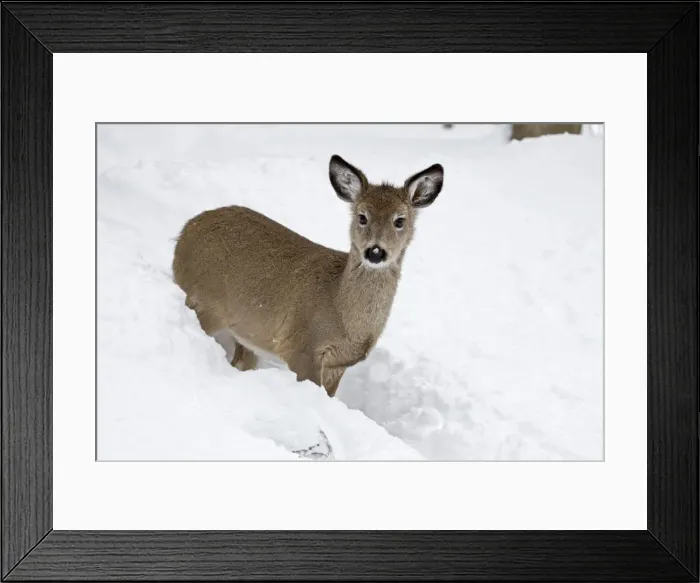 Framed Print : White-tailed Deer - In deep snow after a snow storm - Upstate New York - Fawn - Found over much of the U. S. Southern Canada and Mexico and introduced elsewhere in the world - Lives in forests-swamps Framed Print : White-tailed Deer - In deep snow after a snow storm - Upstate New York - Fawn - Found over much of the U. S. Southern Canada and Mexico and introduced elsewhere in the world - Lives in forests-swamps