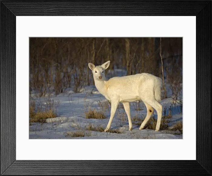 Framed Print : White-tailed Deer (White Color Phase) (Odocoileus virginianus) - New York - Doe - A rare color phase resulting from double recessive white genes which occurs rarely naturally - These white individuals occur in unusually high proportion on a former Framed Print : White-tailed Deer (White Color Phase) (Odocoileus virginianus) - New York - Doe - A rare color phase resulting from double recessive white genes which occurs rarely naturally - These white individuals occur in unusually high proportion on a former