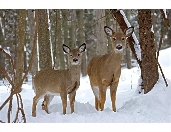 White-tailed Deer (Odocoileus virginianus) in deep snow after a snow storm - Upstate New York - Doe and fawn- Found over much of the U. S. -southern Canada and Mexico and introduced elsewhere in the world - Lives in forests-swamps