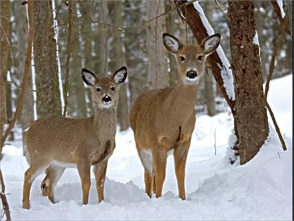 White-tailed Deer (Odocoileus virginianus) in deep snow after a snow storm - Upstate New York - Doe and fawn- Found over much of the U. S. -southern Canada and Mexico and introduced elsewhere in the world - Lives in forests-swamps