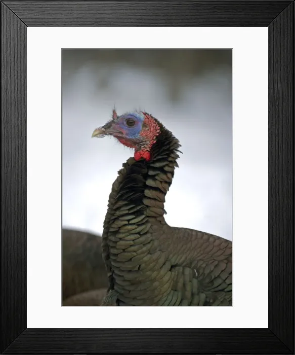 Framed Print : Wild Turkey - Male - New York - In snow - Widespread in the U. S. and Mexico - reintroduced in much of former range - largest gamebird in North America - birds of the open forest - forage mostly on the ground for seeds - nuts - acorns - insects Framed Print : Wild Turkey - Male - New York - In snow - Widespread in the U. S. and Mexico - reintroduced in much of former range - largest gamebird in North America - birds of the open forest - forage mostly on the ground for seeds - nuts - acorns - insects