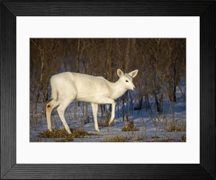 Framed Print : White-tailed Deer (White Color Phase) (Odocoileus virginianus) - New York - Doe - A rare color phase resulting from double recessive white genes which occurs rarely naturally - These white individuals occur in unusually high proportion on a former Framed Print : White-tailed Deer (White Color Phase) (Odocoileus virginianus) - New York - Doe - A rare color phase resulting from double recessive white genes which occurs rarely naturally - These white individuals occur in unusually high proportion on a former