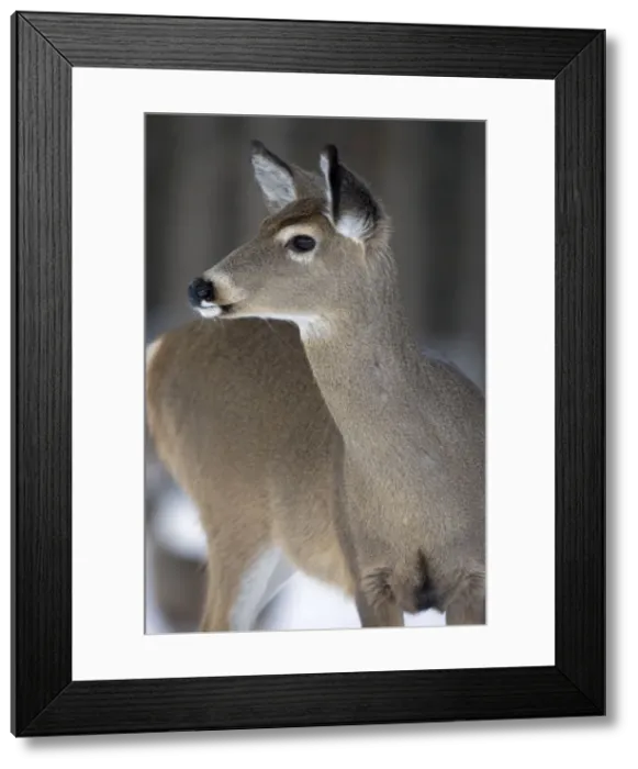 Framed Print : White-tailed Deer (Odocoileus virginianus) - New York - Doe - In snow - Found over much of the U. S. -southern Canada and Mexico and introduced elsewhere in the world - Lives in forests-swamps Framed Print : White-tailed Deer (Odocoileus virginianus) - New York - Doe - In snow - Found over much of the U. S. -southern Canada and Mexico and introduced elsewhere in the world - Lives in forests-swamps