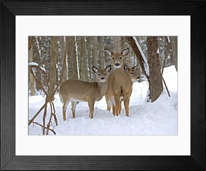 Framed Print : White-tailed Deer (Odocoileus virginianus) in deep snow after a snow storm - Upstate New York - Doe and fawns - Found over much of the U. S. -southern Canada and Mexico and introduced elsewhere in the world - Lives in forests-swamps
