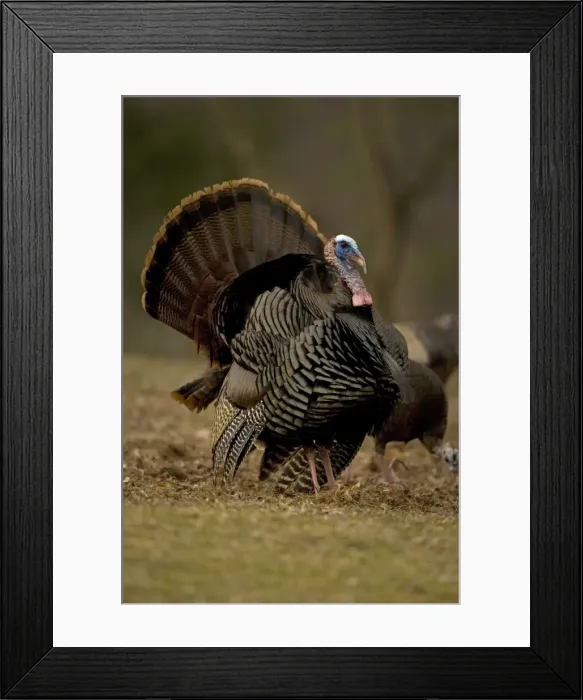 Framed Print : Wild Turkey (Meleagris gallopavo) - Male in diplay - New York - Widespread in the U. S. and Mexico - reintroduced in much of former range - largest gamebird in North America - birds of the open forest - forage mostly on the ground for seeds - nuts Framed Print : Wild Turkey (Meleagris gallopavo) - Male in diplay - New York - Widespread in the U. S. and Mexico - reintroduced in much of former range - largest gamebird in North America - birds of the open forest - forage mostly on the ground for seeds - nuts