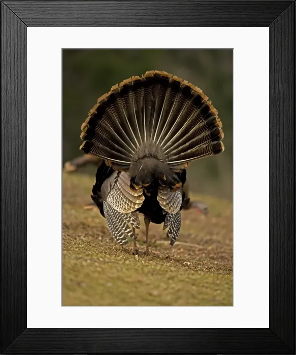 Framed Print : Wild Turkey (Meleagris gallopavo) - Male in diplay - New York - Widespread in the U. S. and Mexico - reintroduced in much of former range - largest gamebird in North America - birds of the open forest - forage mostly on the ground for seeds - nuts Framed Print : Wild Turkey (Meleagris gallopavo) - Male in diplay - New York - Widespread in the U. S. and Mexico - reintroduced in much of former range - largest gamebird in North America - birds of the open forest - forage mostly on the ground for seeds - nuts