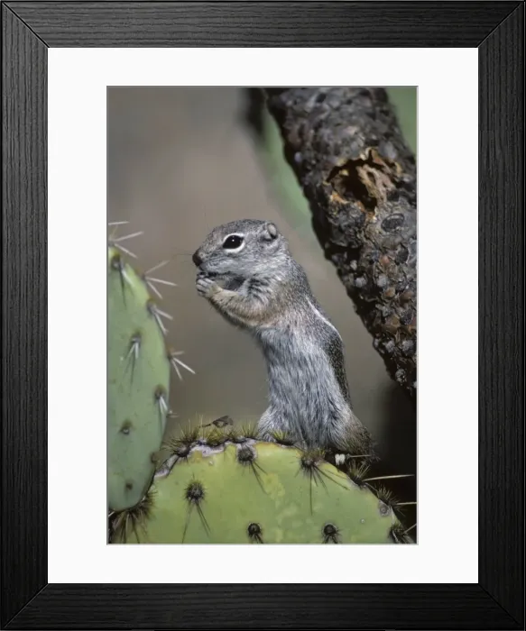 Framed Print : Harris Antelope Squirrel / Yuma Antelope Squirrel - Arizona, USA - Found in southwestern Arizona and northwestern Mexico - Lives in low arid desert with sparse vegetation Framed Print : Harris Antelope Squirrel / Yuma Antelope Squirrel - Arizona, USA - Found in southwestern Arizona and northwestern Mexico - Lives in low arid desert with sparse vegetation