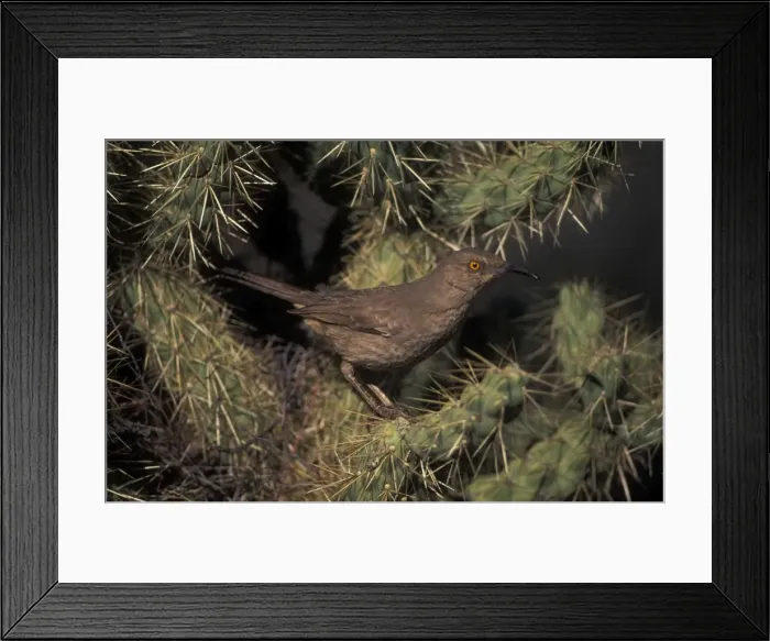 Framed Print : Curve-billed Thrasher - Arizona - The most common desert thrasher - Resident southwest U.s to southern Mexico - Excellent songster - Eats insects and fruits Framed Print : Curve-billed Thrasher - Arizona - The most common desert thrasher - Resident southwest U.s to southern Mexico - Excellent songster - Eats insects and fruits