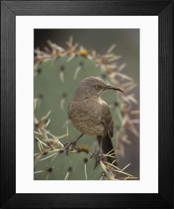 Framed Print : Curve-billed Thrasher (Toxostoma curvirostre) - Arizona - The most common desert thrasher - Resident southwest U.s to southern Mexico - Excellent songster - Eats insects and fruits Framed Print : Curve-billed Thrasher (Toxostoma curvirostre) - Arizona - The most common desert thrasher - Resident southwest U.s to southern Mexico - Excellent songster - Eats insects and fruits