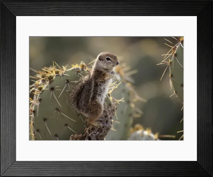 Framed Print : Harris Antelope Squirrel / Yuma Antelope Squirrel - Arizona, USA - Found in southwestern Arizona and northwestern Mexico - Lives in low arid desert with sparse vegetation Framed Print : Harris Antelope Squirrel / Yuma Antelope Squirrel - Arizona, USA - Found in southwestern Arizona and northwestern Mexico - Lives in low arid desert with sparse vegetation
