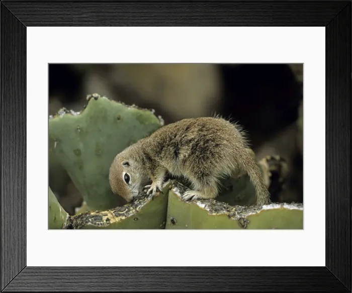 Framed Print : Roundtail Ground Squirrel (Citellus tereticaudus) - Arizona, USA - Found in parts of Nevada-California and Arizona extending down into NW Mexico - Lives in low desert-mesquite-creosote bush Framed Print : Roundtail Ground Squirrel (Citellus tereticaudus) - Arizona, USA - Found in parts of Nevada-California and Arizona extending down into NW Mexico - Lives in low desert-mesquite-creosote bush