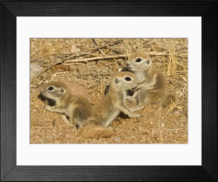 Framed Print : Roundtail Ground Squirrel Young (Citellus tereticaudus) - Arizona, USA - Found in parts of Nevada-California and Arizona extending down into NW Mexico - Lives in low desert-mesquite-creosote bush Framed Print : Roundtail Ground Squirrel Young (Citellus tereticaudus) - Arizona, USA - Found in parts of Nevada-California and Arizona extending down into NW Mexico - Lives in low desert-mesquite-creosote bush