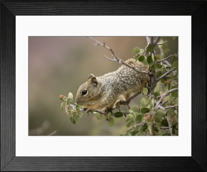 Framed Print : Rock Squirrel (Spermophilus variegatus) - Feeding on serviceberry - Arizona - USA - Largest ground squirrel in its range - Habitat is open rocky areas and oak-juniper growth in canyons - Range is southern Nevada-Utah-Colorado-panhandle of Framed Print : Rock Squirrel (Spermophilus variegatus) - Feeding on serviceberry - Arizona - USA - Largest ground squirrel in its range - Habitat is open rocky areas and oak-juniper growth in canyons - Range is southern Nevada-Utah-Colorado-panhandle of