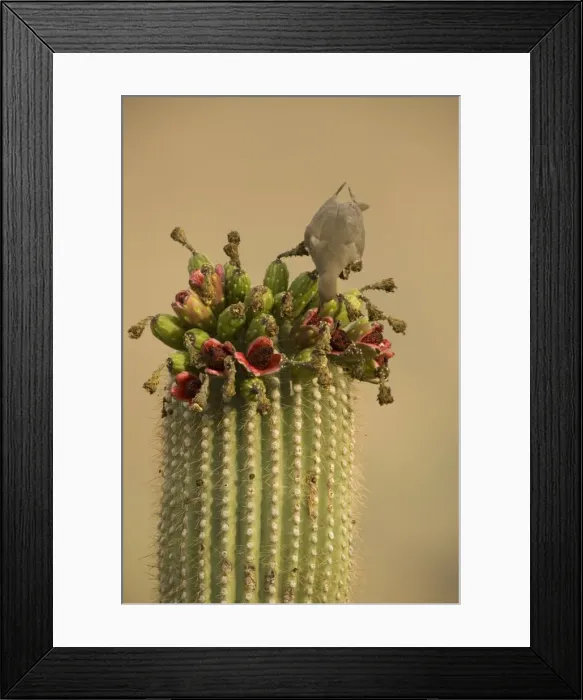 Framed Print : White-winged Dove - Arizona, USA - Feeding on saguaro fruits - Range is extreme southern United States and into Mexico - Feeds on grain-wild seeds and cactus fruits Framed Print : White-winged Dove - Arizona, USA - Feeding on saguaro fruits - Range is extreme southern United States and into Mexico - Feeds on grain-wild seeds and cactus fruits
