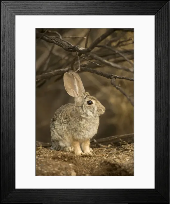 Framed Print : Desert Cottontail - Arizona-Sonoran desert - Habitat is grassland to creosote brushes and deserts - Ranges from California to Texas and E Montana to SW North Dakota - Chief foods are grasses-mesquite and cactus Framed Print : Desert Cottontail - Arizona-Sonoran desert - Habitat is grassland to creosote brushes and deserts - Ranges from California to Texas and E Montana to SW North Dakota - Chief foods are grasses-mesquite and cactus