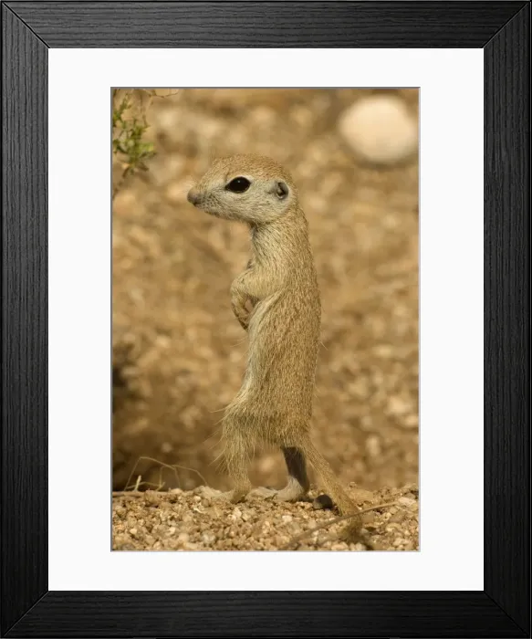 Framed Print : Roundtail Ground Squirrel Young (Citellus tereticaudus) - Arizona - Found in parts of Nevada-California and Arizona extending down into NW Mexico - Lives in low desert-mesquite-creosote bush Framed Print : Roundtail Ground Squirrel Young (Citellus tereticaudus) - Arizona - Found in parts of Nevada-California and Arizona extending down into NW Mexico - Lives in low desert-mesquite-creosote bush