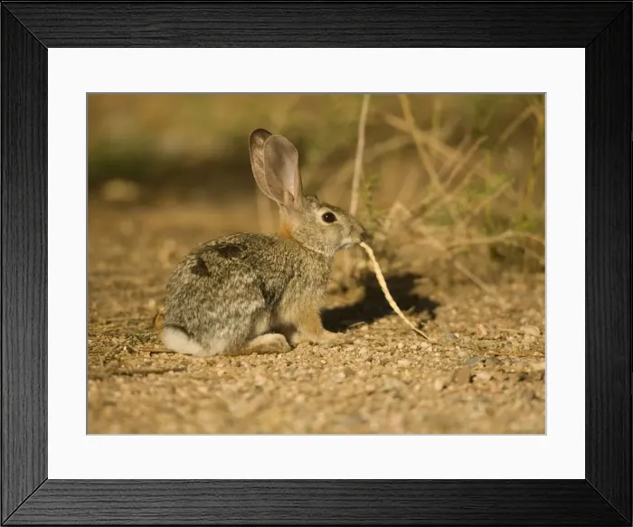 Framed Print : Desert Cottontail (Sylvilagus auduboni) - Arizona-Sonoran desert - Habitat is grassland to creosote brushes and deserts - Ranges from California to Texas and E Montana to SW North Dakota - Chief foods are grasses-mesquite and cactus Framed Print : Desert Cottontail (Sylvilagus auduboni) - Arizona-Sonoran desert - Habitat is grassland to creosote brushes and deserts - Ranges from California to Texas and E Montana to SW North Dakota - Chief foods are grasses-mesquite and cactus