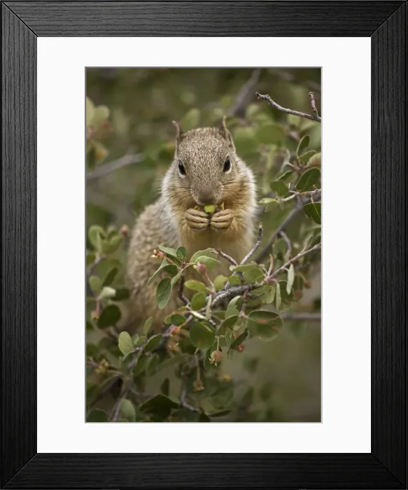 Framed Print : Rock Squirrel (Spermophilus variegatus) - Feeding on serviceberry - Arizona - USA - Largest ground squirrel in its range - Habitat is open rocky areas and oak-juniper growth in canyons - Range is southern Nevada-Utah-Colorado-panhandle of Framed Print : Rock Squirrel (Spermophilus variegatus) - Feeding on serviceberry - Arizona - USA - Largest ground squirrel in its range - Habitat is open rocky areas and oak-juniper growth in canyons - Range is southern Nevada-Utah-Colorado-panhandle of