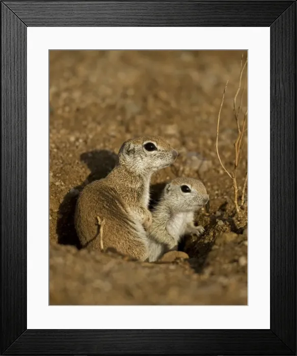 Framed Print : Roundtail Ground Squirrel Young (Citellus tereticaudus) - Arizona - Found in parts of Nevada-California and Arizona extending down into NW Mexico - Lives in low desert-mesquite-creosote bush Framed Print : Roundtail Ground Squirrel Young (Citellus tereticaudus) - Arizona - Found in parts of Nevada-California and Arizona extending down into NW Mexico - Lives in low desert-mesquite-creosote bush