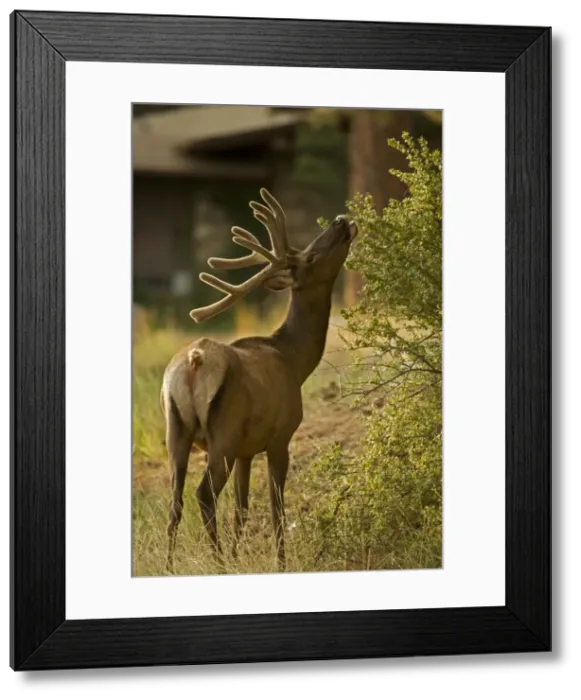 Framed Print : Elk Browsing - Grand Canyon National park Arizona Framed Print : Elk Browsing - Grand Canyon National park Arizona