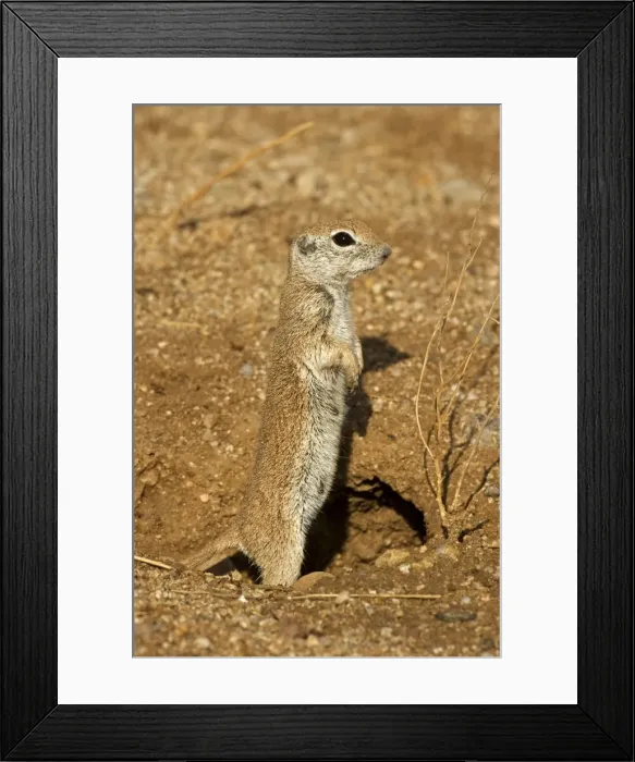 Framed Print : Roundtail Ground Squirrel Young (Citellus tereticaudus) - Arizona - Found in parts of Nevada-California and Arizona extending down into NW Mexico - Lives in low desert-mesquite-creosote bush Framed Print : Roundtail Ground Squirrel Young (Citellus tereticaudus) - Arizona - Found in parts of Nevada-California and Arizona extending down into NW Mexico - Lives in low desert-mesquite-creosote bush