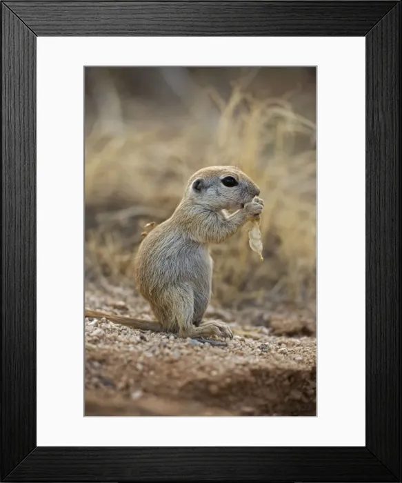 Framed Print : Roundtail Ground Squirrel Young - Using hands to hold food - Arizona - Found in parts of Nevada-California and Arizona extending down into NW Mexico - Lives in low desert-mesquite-creosote bush Framed Print : Roundtail Ground Squirrel Young - Using hands to hold food - Arizona - Found in parts of Nevada-California and Arizona extending down into NW Mexico - Lives in low desert-mesquite-creosote bush