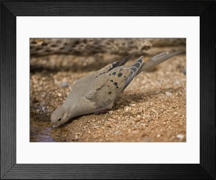 Framed Print : Mourning Dove - Drinking from pool - Sonoran Desert - Arizona - The common wild dove in North America - Eats seed-waste grain - fruits-insects - Plump fast-flying birds with small heads and low-cooing voices - Nods their heads as they walk Framed Print : Mourning Dove - Drinking from pool - Sonoran Desert - Arizona - The common wild dove in North America - Eats seed-waste grain - fruits-insects - Plump fast-flying birds with small heads and low-cooing voices - Nods their heads as they walk