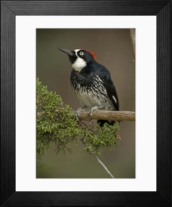 Framed Print : Acorn Woodpecker - Arizona - Range is western United States to Colombia - Habitat is woods-groves-mixed forest-oak-pine canyons and foothills - Stores acorns in bark Framed Print : Acorn Woodpecker - Arizona - Range is western United States to Colombia - Habitat is woods-groves-mixed forest-oak-pine canyons and foothills - Stores acorns in bark