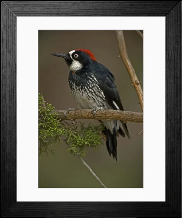 Framed Print : Acorn Woodpecker (Melanerpes formicivorus) - Arizona - Range is western United States to Colombia - Habitat is woods-groves-mixed forest-oak-pine canyons and foothills - Stores acorns in bark