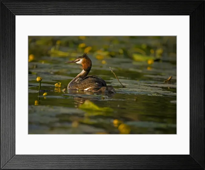 Framed Print : Great Crested Grebe (Podiceps cristatus) - UK - Adult carrying young on back - Found in Europe-South Africa and Australia - Strictly aquatic and during breeding season usually occupy bodies of still fresh water - Mainly eats sizeable fish but also a Framed Print : Great Crested Grebe (Podiceps cristatus) - UK - Adult carrying young on back - Found in Europe-South Africa and Australia - Strictly aquatic and during breeding season usually occupy bodies of still fresh water - Mainly eats sizeable fish but also a