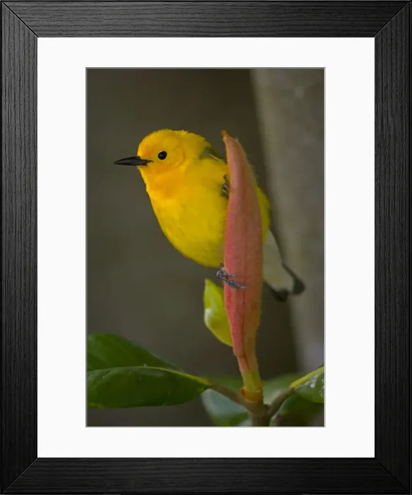 Framed Print : Prothonotary Warbler (Protonotaria citrea) - Male -Louisiana - USA - Common in wooded swamps and along streams - Seldom seen far from water - Nests in tree cavity low over water Framed Print : Prothonotary Warbler (Protonotaria citrea) - Male -Louisiana - USA - Common in wooded swamps and along streams - Seldom seen far from water - Nests in tree cavity low over water