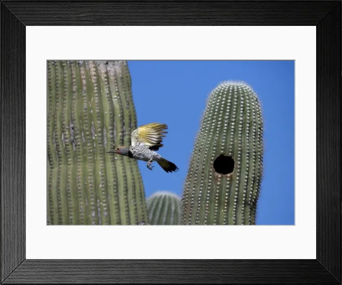 Framed Print : Gilded Flicker flying from nest in Saguaro Cactus - Sonoran Desert - Arizona - Male - These woodpeckers are permanent residents that are found in all desert habitats - Makes holes in saguaro cactus for nests which are later used by other birds Framed Print : Gilded Flicker flying from nest in Saguaro Cactus - Sonoran Desert - Arizona - Male - These woodpeckers are permanent residents that are found in all desert habitats - Makes holes in saguaro cactus for nests which are later used by other birds