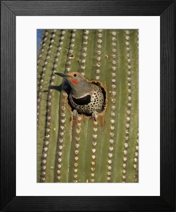 Framed Print : Gilded Flicker (Colaptes chrysoides) in Nest in Saguaro Cactus - Sonoran Desert - Arizona - Male - These woodpeckers are permanent residents that are found in all desert habitats - Makes holes in saguaro cactus for nests which are later used by Framed Print : Gilded Flicker (Colaptes chrysoides) in Nest in Saguaro Cactus - Sonoran Desert - Arizona - Male - These woodpeckers are permanent residents that are found in all desert habitats - Makes holes in saguaro cactus for nests which are later used by