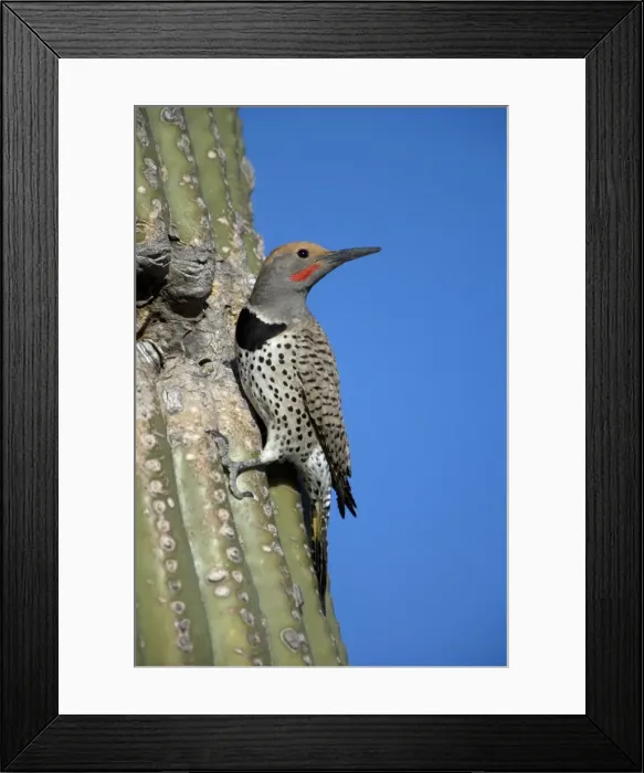 Framed Print : Gilded Flicker at Nest in Saguaro Cactus - Sonoran Desert - Arizona, USA - These woodpeckers are permanent residents that are found in all desert habitats - Makes holes in saguaro cactus for nests which are later used by other birds - Females lack Framed Print : Gilded Flicker at Nest in Saguaro Cactus - Sonoran Desert - Arizona, USA - These woodpeckers are permanent residents that are found in all desert habitats - Makes holes in saguaro cactus for nests which are later used by other birds - Females lack