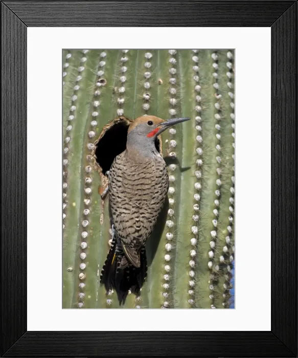 Framed Print : Gilded Flicker (Colaptes chrysoides) at Nest in Saguaro Cactus - Sonoran Desert - Arizona - Male - These woodpeckers are permanent residents that are found in all desert habitats - Makes holes in saguaro cactus for nests which are later used by Framed Print : Gilded Flicker (Colaptes chrysoides) at Nest in Saguaro Cactus - Sonoran Desert - Arizona - Male - These woodpeckers are permanent residents that are found in all desert habitats - Makes holes in saguaro cactus for nests which are later used by
