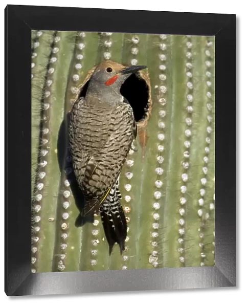 Gilded Flicker (Colaptes chrysoides) in Nest in Saguaro Cactus - Sonoran Desert - Arizona - Male - These woodpeckers are permanent residents that are found in all desert habitats - Makes holes in saguaro cactus for nests which are later used by