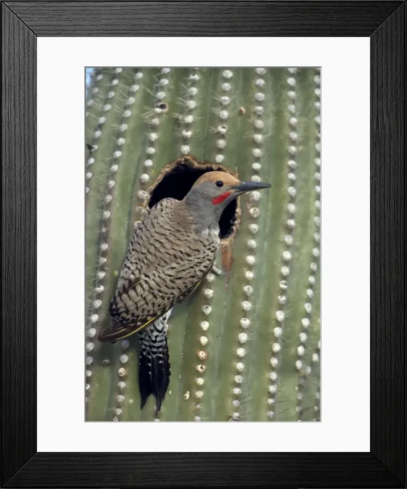 Framed Print : Gilded Flicker (Colaptes chrysoides) at Nest in Saguaro Cactus - Sonoran Desert - Arizona - These woodpeckers are permanent residents that are found in all desert habitats - Makes holes in saguaro cactus for nests which are later used by other birds Framed Print : Gilded Flicker (Colaptes chrysoides) at Nest in Saguaro Cactus - Sonoran Desert - Arizona - These woodpeckers are permanent residents that are found in all desert habitats - Makes holes in saguaro cactus for nests which are later used by other birds