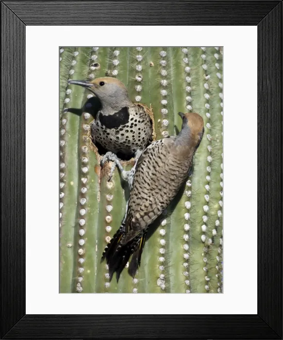 Framed Print : Gilded Flickers (Colaptes chrysoides) at Nest in Saguaro Cactus - Male and Female - Sonoran Desert - Arizona - These woodpeckers are permanent residents that are found in all desert habitats - Makes holes in saguaro cactus for nests which are later Framed Print : Gilded Flickers (Colaptes chrysoides) at Nest in Saguaro Cactus - Male and Female - Sonoran Desert - Arizona - These woodpeckers are permanent residents that are found in all desert habitats - Makes holes in saguaro cactus for nests which are later